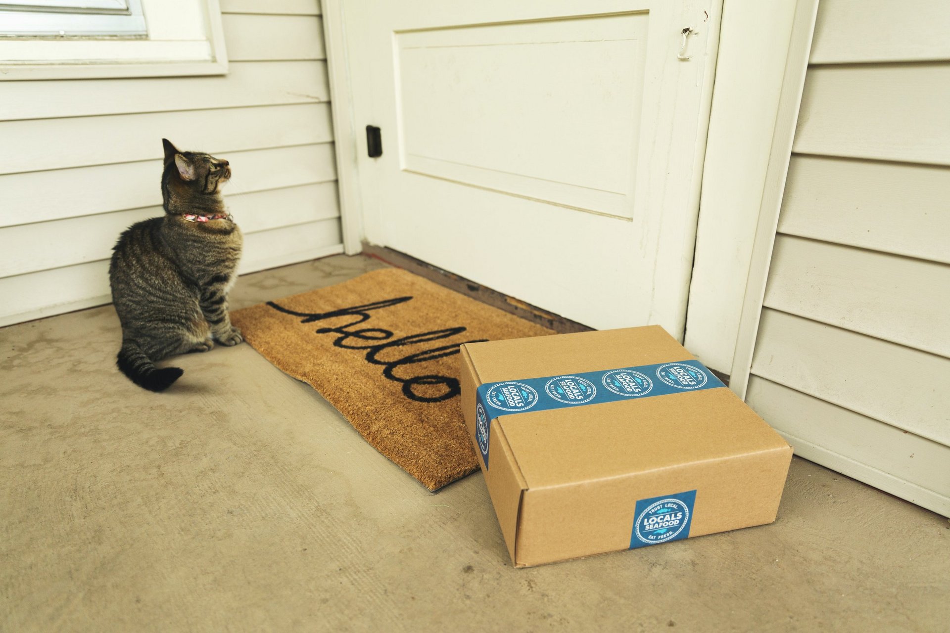 chat sur le pas de la porte avec une boîte en carton 